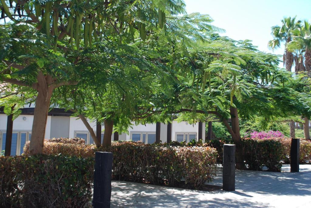 Blue Marlin 6 Villa Pasito Blanco Exterior photo